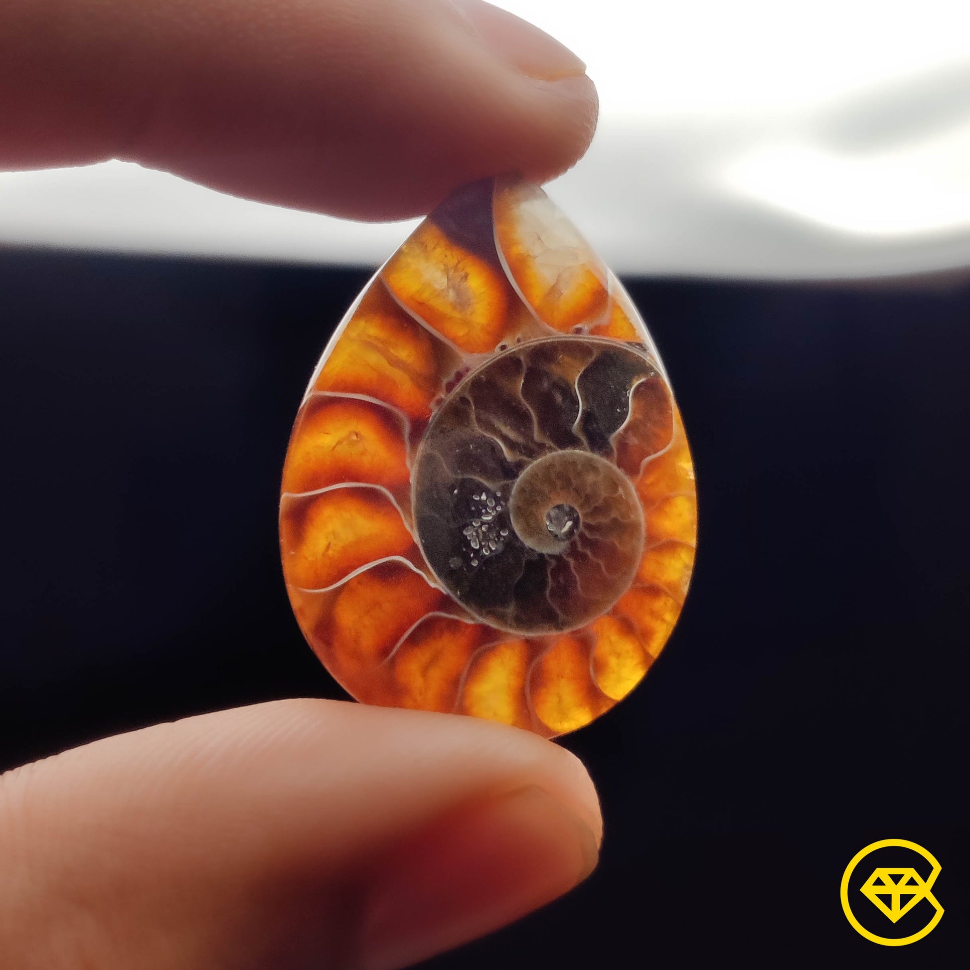 Ammonite