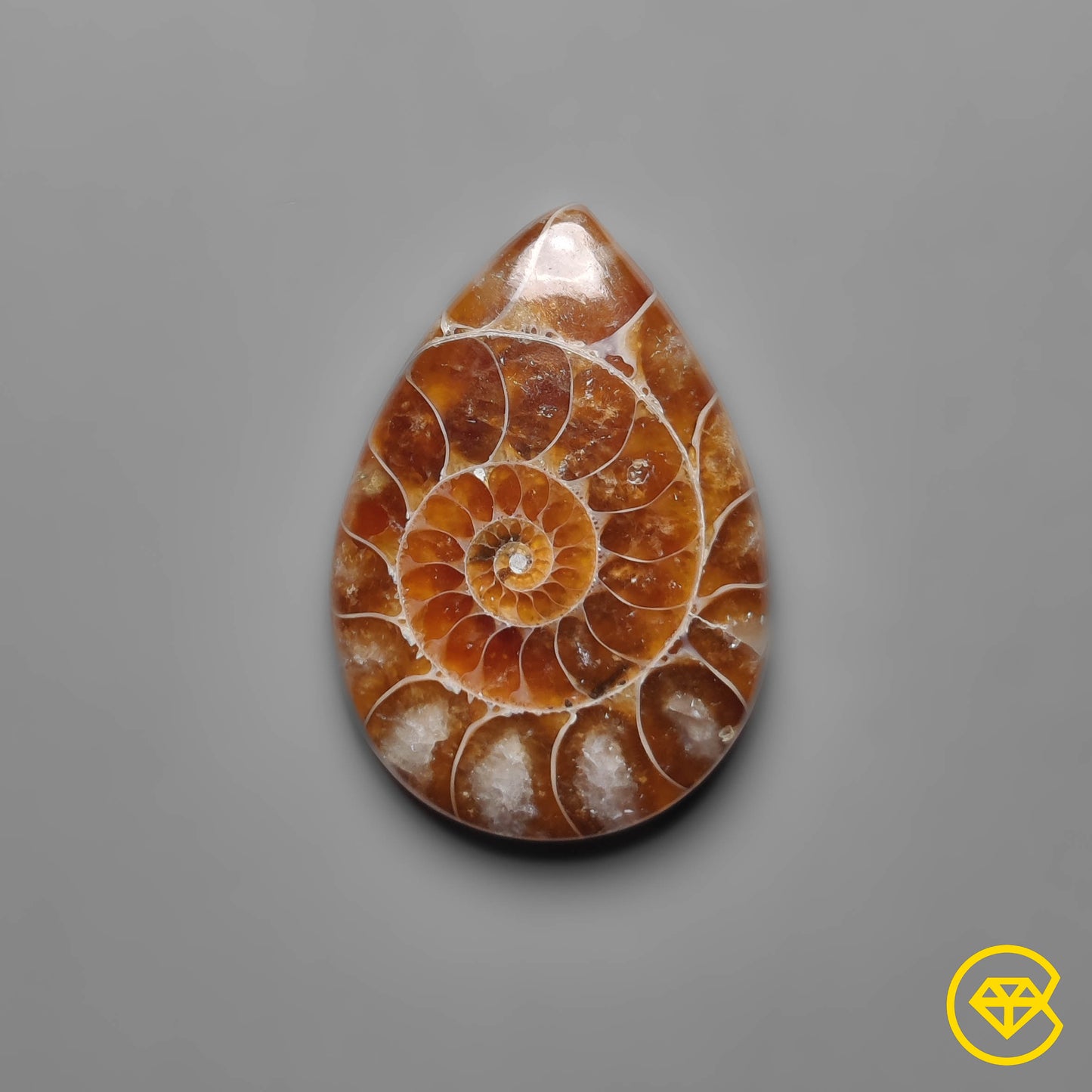 Ammonite