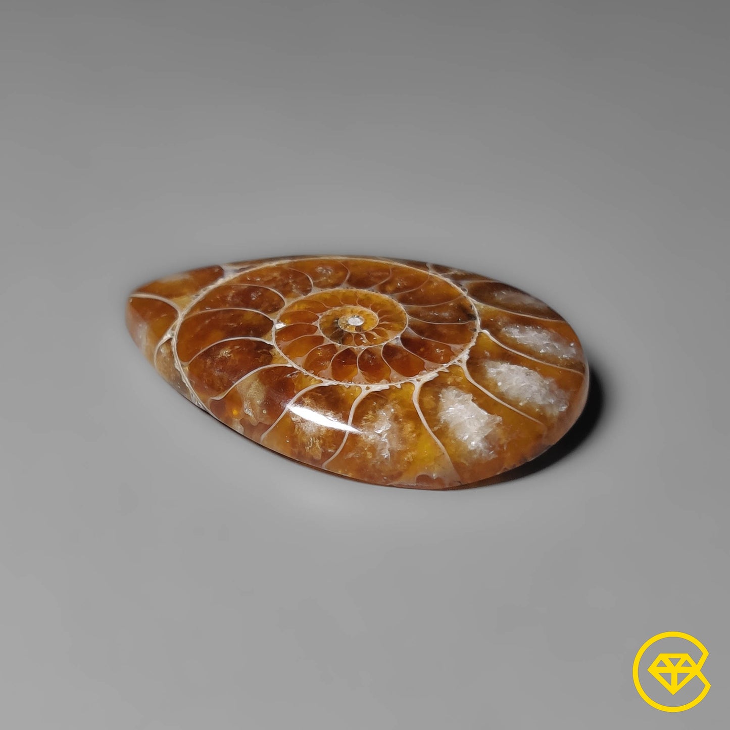 Ammonite
