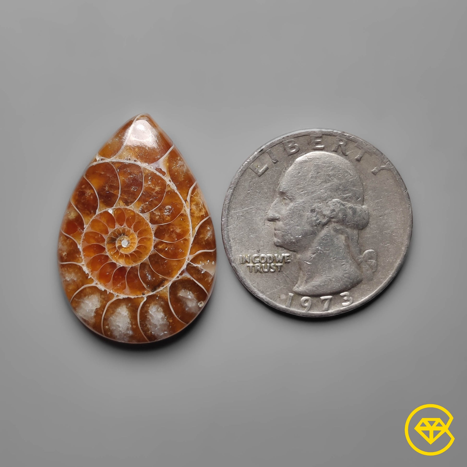 Ammonite