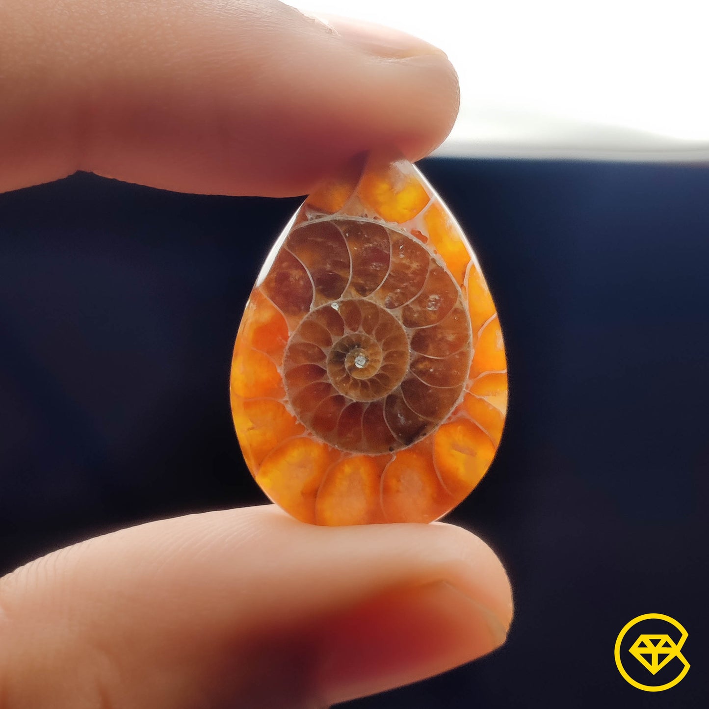 Ammonite
