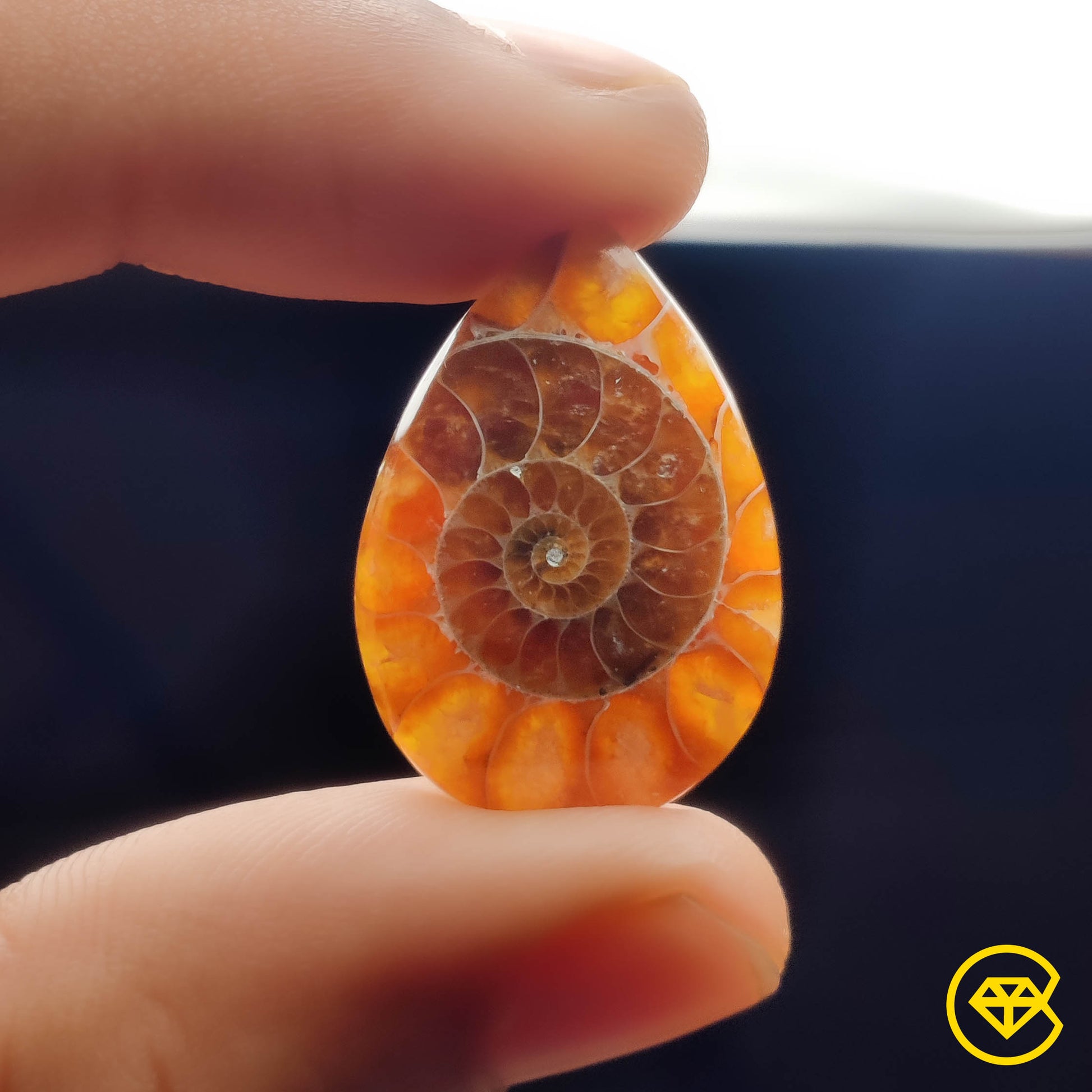 Ammonite