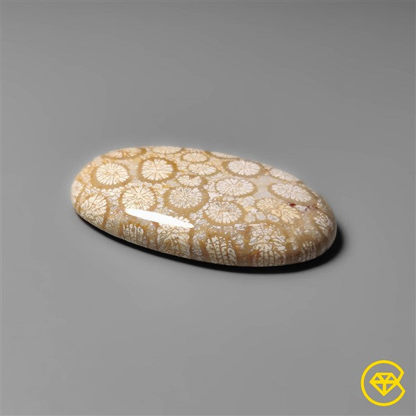 Fossil Coral