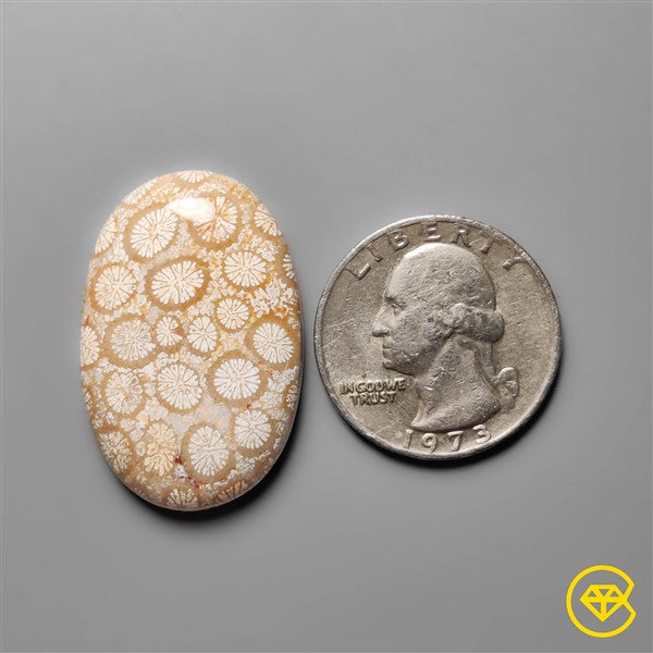 Fossil Coral