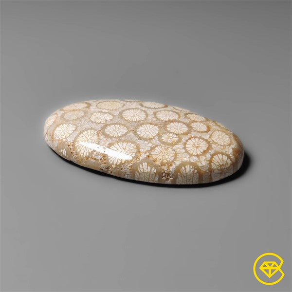 Fossil Coral