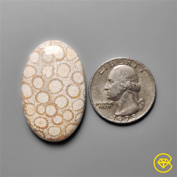Fossil Coral