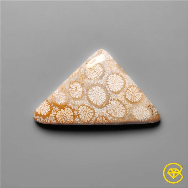 Fossil Coral
