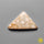 Fossil Coral