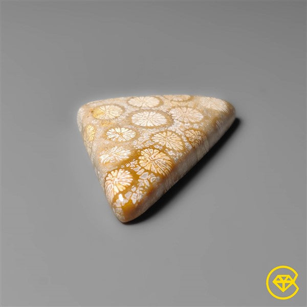 Fossil Coral