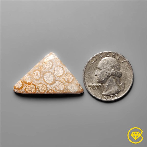 Fossil Coral