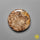 Fossil Coral
