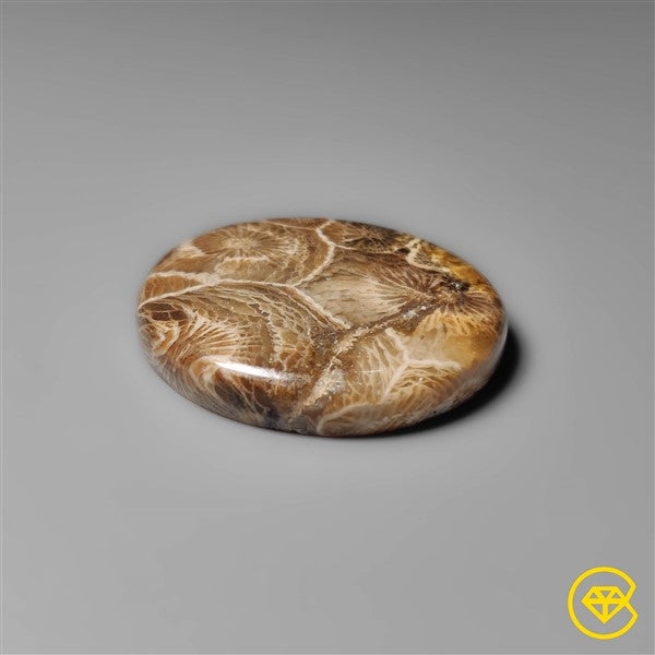 Fossil Coral
