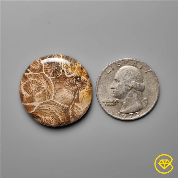 Fossil Coral