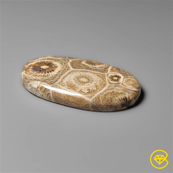 Fossil Coral