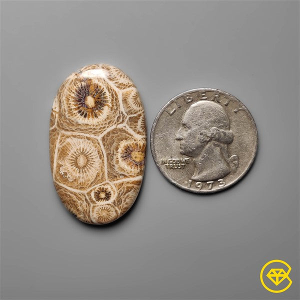 Fossil Coral
