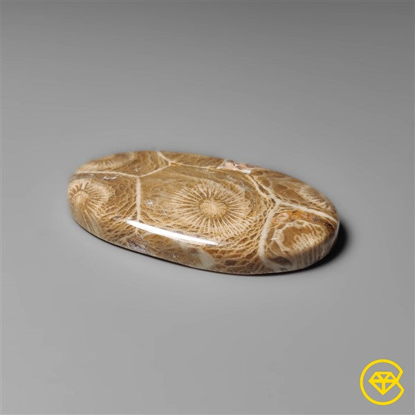 Fossil Coral