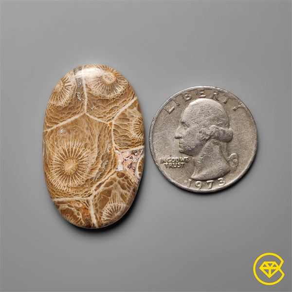 Fossil Coral
