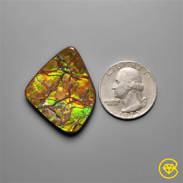 Ammolite