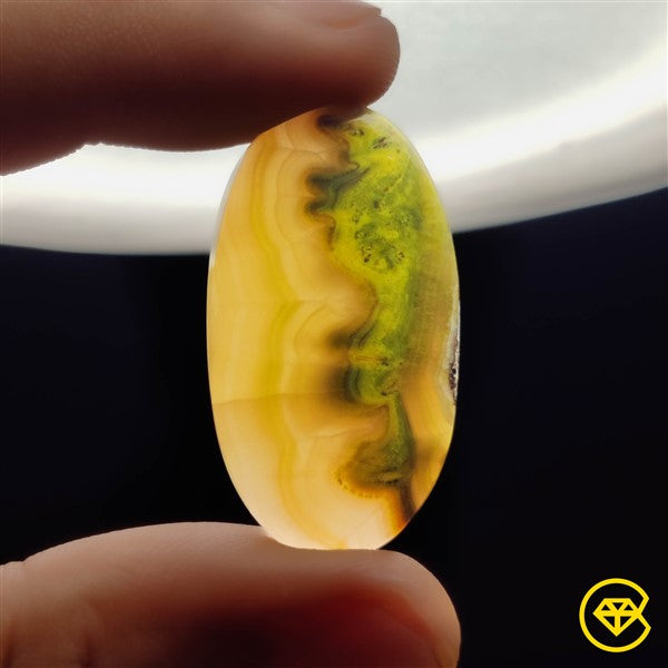 Bumble Bee Jasper