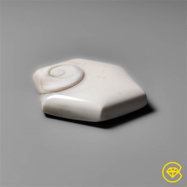 Shiva Eye Shell