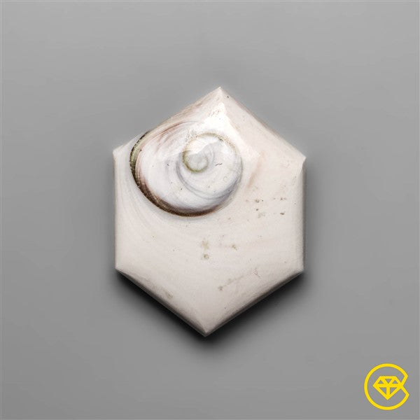 Shiva Eye Shell