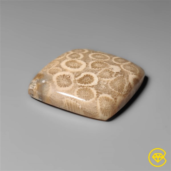 Fossil Coral