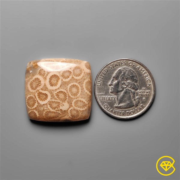 Fossil Coral