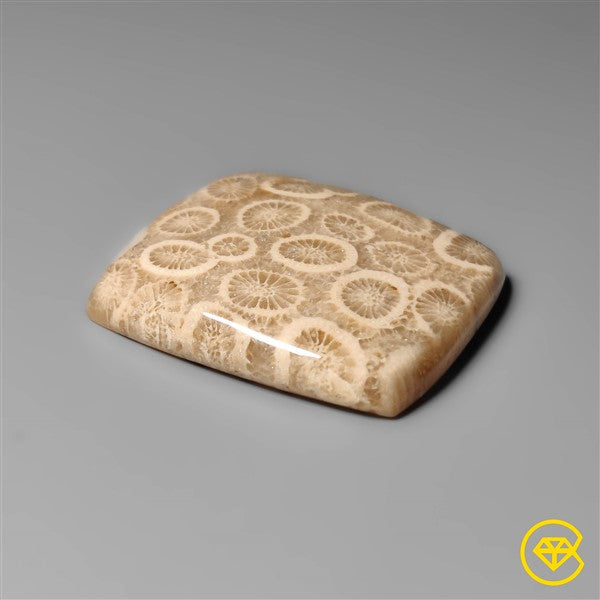 Fossil Coral