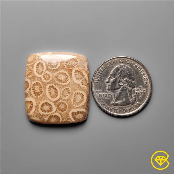 Fossil Coral