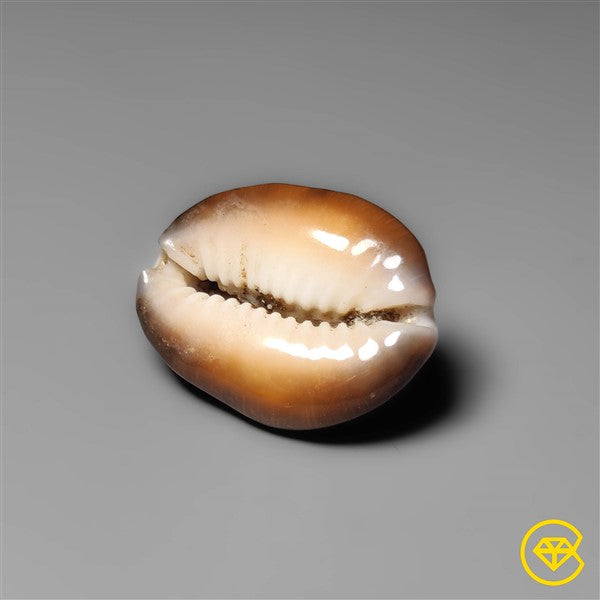 Shell