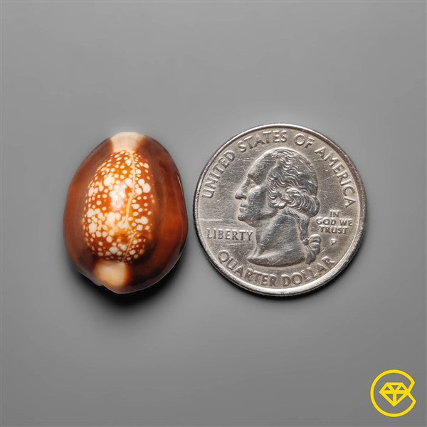 Shell