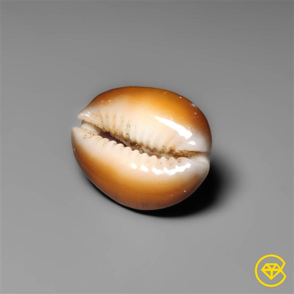Shell