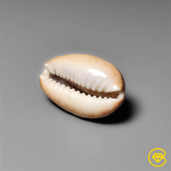 Shell