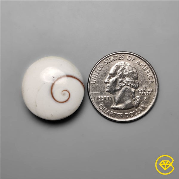 Shiva Eye Shell