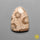 Fossil Coral