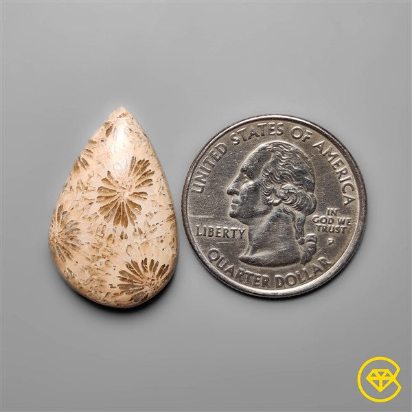 Fossil Coral