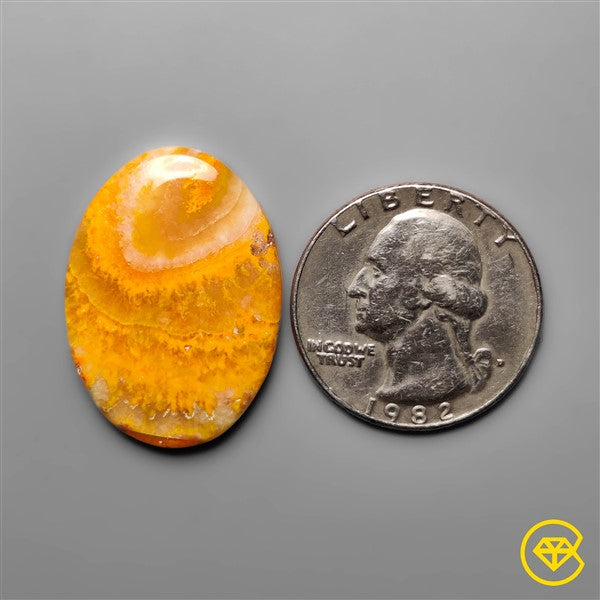 Bumble Bee Jasper