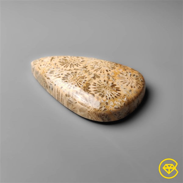 Fossil Coral