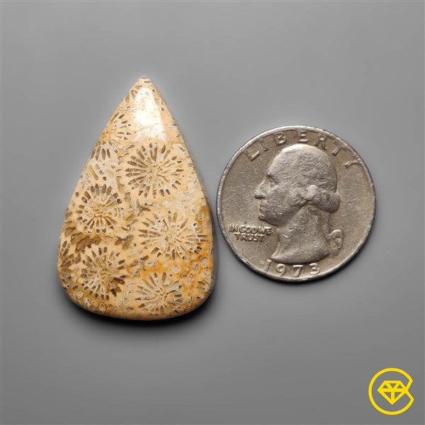 Fossil Coral