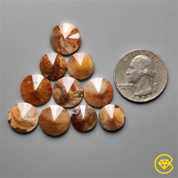 Petrified Wood