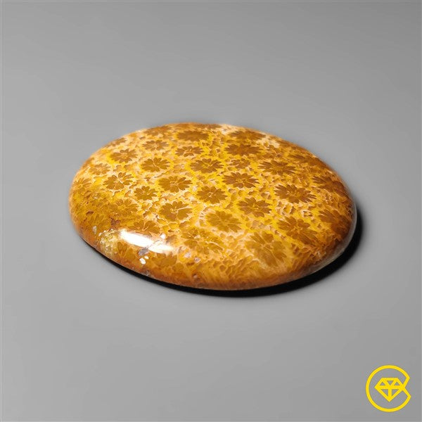 Fossil Coral