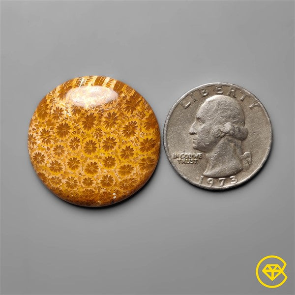 Fossil Coral