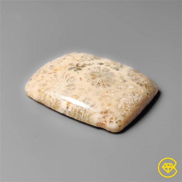 Fossil Coral