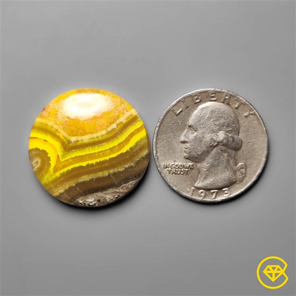 Bumble Bee Jasper