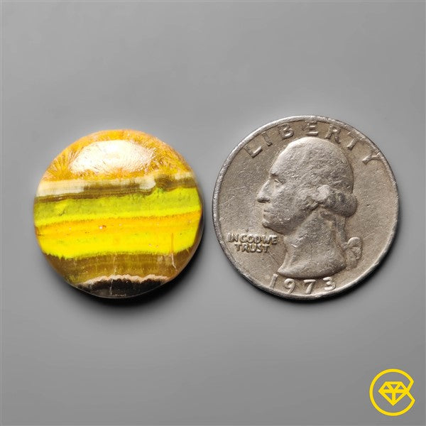 Bumble Bee Jasper