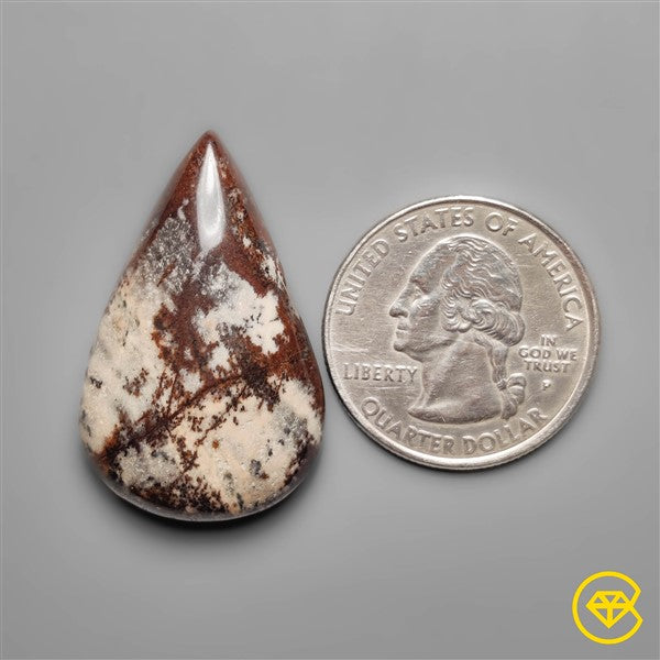Petrified Wood