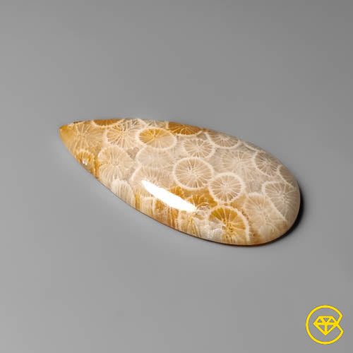 Fossil Coral