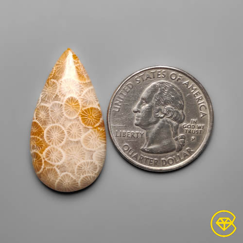 Fossil Coral
