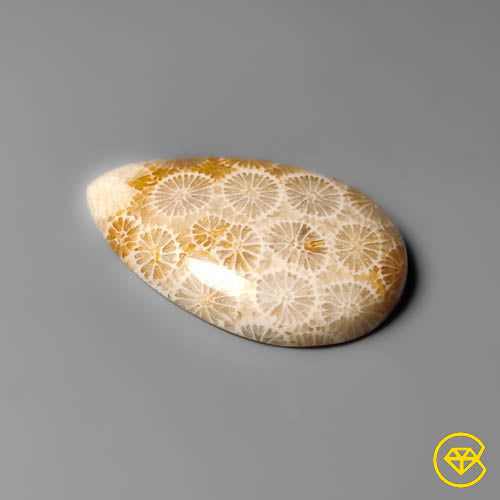 Fossil Coral