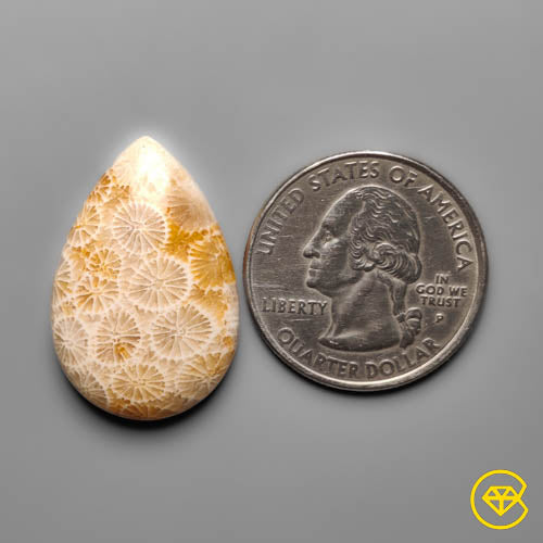 Fossil Coral